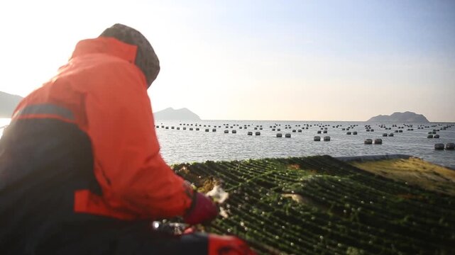 Korea green laver harvest seaweed aquaculture fishery ocean farm marine product 어촌 수산업 파래 김 양식 수확 해조류 수산물 바다 어장 생산 현장 어민 노동 식재료
