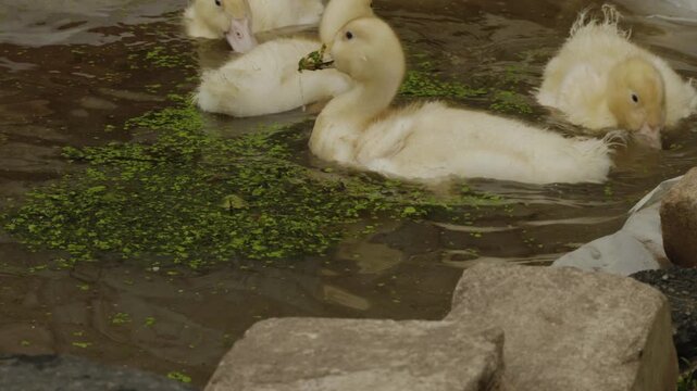 Small group of cute yellow ducklings swimming together in a small pond, enjoying a meal of green duckweed floating on the water's surface, showing natural animal behavior in a flock.