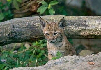 Eurasian lynx (Lynx lynx) © Hana