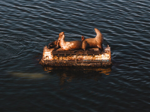 Aerial view of sea lions resting on a weathered buoy in the calm waters of Captains Bay in Unalaska, Alaska, United States.