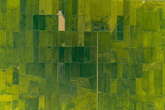 Aerial view of the lush green rice paddies surrounding Lak Lake, showcasing the geometric patterns of agricultural fields in Lien Son Lak, Dak Lak, Vietnam.