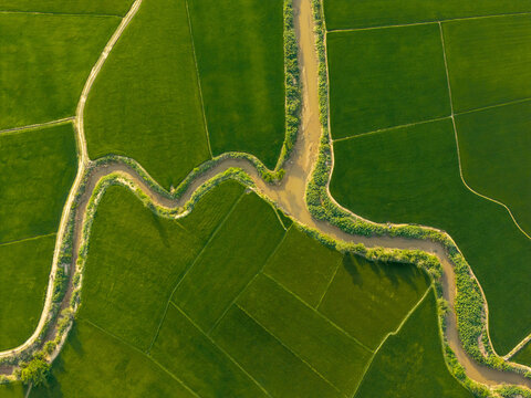 Aerial view of Lak Lake winding through vibrant green rice paddies with narrow dirt paths and lush vegetation in Lien Son, Dak Lak, Vietnam.