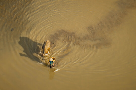 Aerial view of a person wearing a traditional conical hat walking alongside a water buffalo in the shallow, murky waters of Lak Lake in Lien Son Lak, Dak Lak, Vietnam.