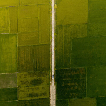 Aerial view of Lak Lake surrounded by vibrant green rice fields with a narrow road running through the landscape in Lien Son Lak, Dak Lak, Vietnam.
