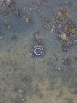 Aerial view of a discarded tire submerged in shallow water surrounded by patches of seaweed and rocky seabed in Unalaska, Alaska, United States.