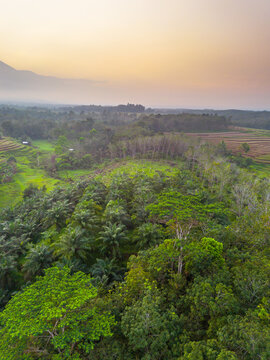 Aerial view of the lush Kemumu plantation landscape featuring rows of palm oil trees and dense forest under a soft golden sunset sky in Arma Jaya, Bengkulu, Indonesia.