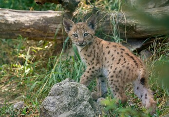 Eurasian lynx (Lynx lynx) © Hana