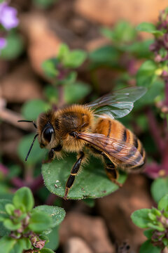 Honey bee resting on leaf under natural light