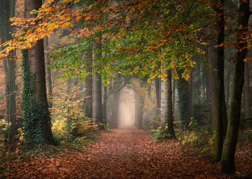 View of Asserbos forest in autumn with vibrant orange and green foliage, a path covered in fallen leaves, and misty atmosphere in Assen, Drenthe, Netherlands.