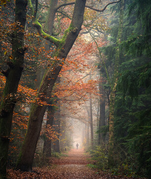 View of Asserbos forest in autumn with a person walking along a misty path surrounded by colorful trees and fallen leaves in Assen, Drenthe, Netherlands.