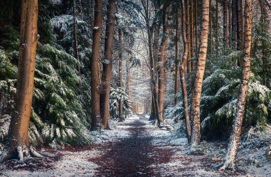 View of the snow-covered path winding through the tall trees of Asserbos forest during winter in Assen, Drenthe, Netherlands.
