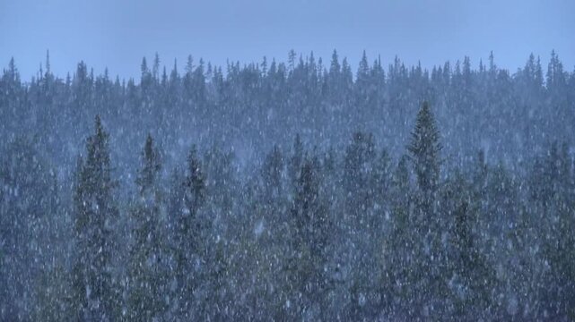 View of snowy coniferous forest in Storsatern, Sweden.