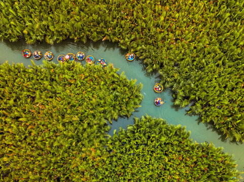 Aerial view of traditional round basket boats navigating through a lush nipa palm forest in a river in Vietnam.