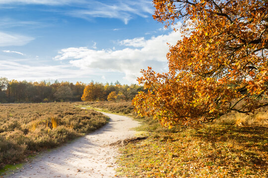 Walking path in the nature reserve of Odoorn, Netherlands