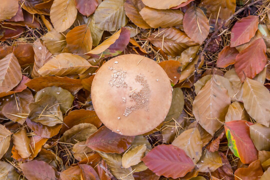 Top view of a mushroom in the nature reserve of Odoorn, Netherlands