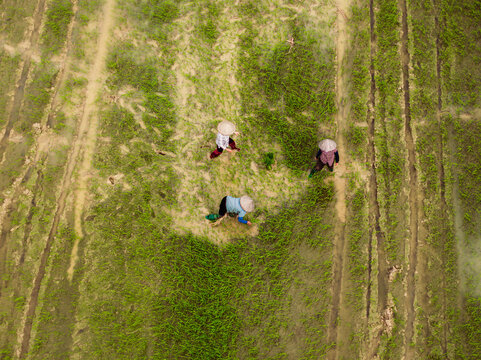Aerial view of three farmers wearing traditional conical hats working in a lush green rice paddy field, Vietnam.