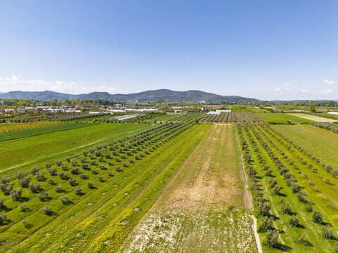 Aerial view of agricultural fields and olive groves with rows of trees and greenhouses under a clear blue sky in Lushnje, Fier County, Albania.