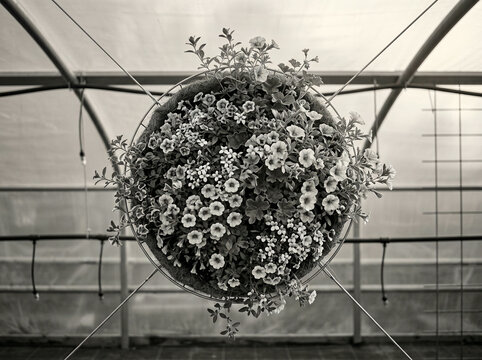 Black and white hanging basket of petunias in symmetrical polytunnel view