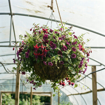 Purple petunia hanging basket with fuchsias in bright polytunnel nursery