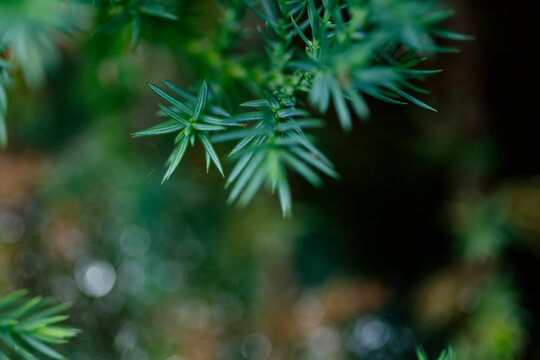 calming andRefreshing nature background with green leaves and waterdrops.