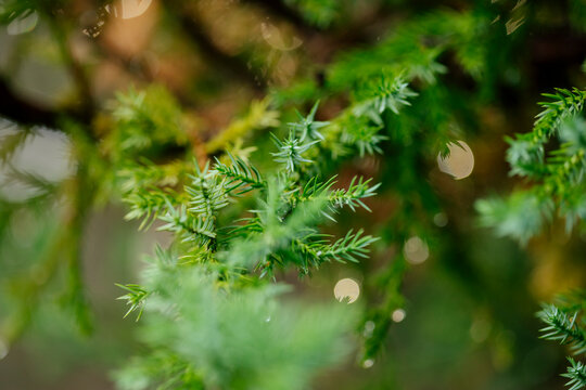calming andRefreshing nature background with green leaves and waterdrops.