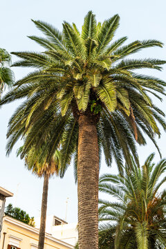 Tall date palm tree with lush green fronds against clear blue sky in urban Mediterranean setting, concept of tropical nature and warm climate landscape