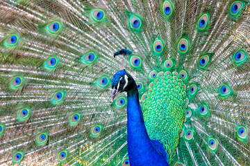 Obraz premium Blue-green peacock standing in a park