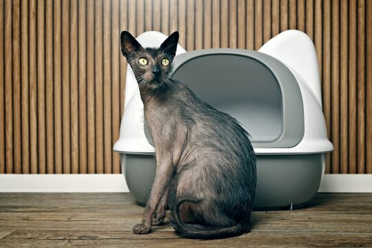 Cute Llkoi werewolf cat sitting in front of a closed litter box and looking at camera. Horizontal image.	