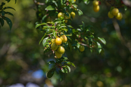Mirabelle plums (Prunus domestica subsp. syriaca)