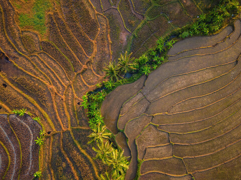 Aerial view of Kemetul rice terraces with lush green palm trees and winding irrigation channels in Susukan, Central Java, Indonesia.
