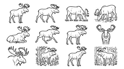 Fototapeta premium Various moose illustrations showing different poses and natural behaviors transparent background