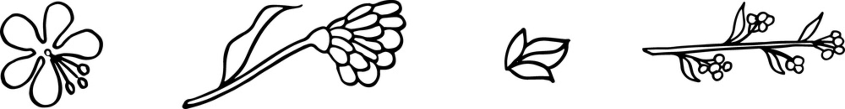 Botany leavs and branches. Beautiful hand drawn black and white design template. Botanical set no background