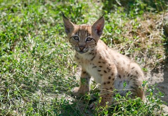 Eurasian lynx (Lynx lynx) © Hana
