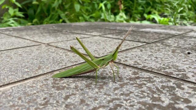 green grasshopper on a leaf