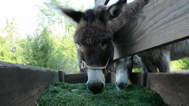 Close-up view of several domestic donkeys eating fresh grass from a feeding trough on a farm. Their muzzles, noses and mouths are visible as they chew together during routine livestock feeding.