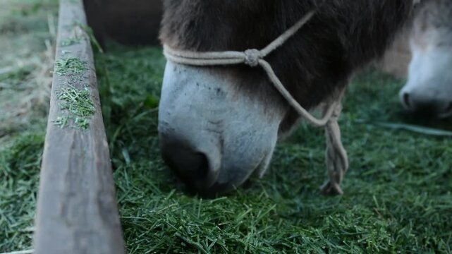 Close-up view of several domestic donkeys eating fresh grass from a feeding trough on a farm. Their muzzles, noses and mouths are visible as they chew together during routine livestock feeding.