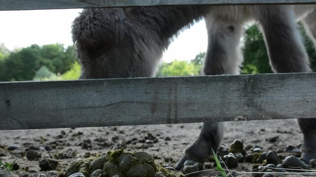 A young donkey foal curiously sniffs manure on the ground inside a farm enclosure. 