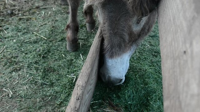 Close-up video of a domestic donkey eating fresh grass from a feeding trough on a farm. 
