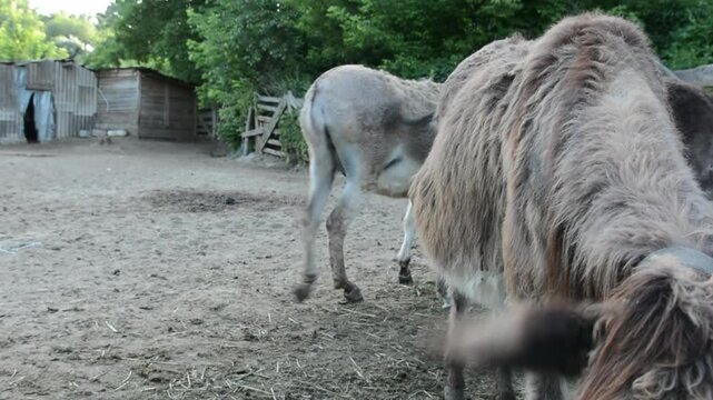 Medium side view of a domestic donkey lowering its head into a feeding trough and eating fresh grass on a farm. 