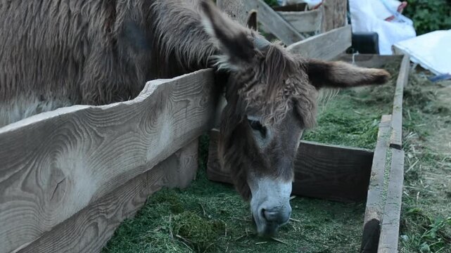 Medium side view of a domestic donkey lowering its head into a feeding trough and eating fresh grass on a farm. 
