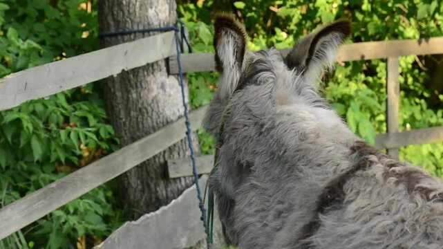 Close-up video of a domestic donkey's ears gently moving as the animal listens to its surroundings. 