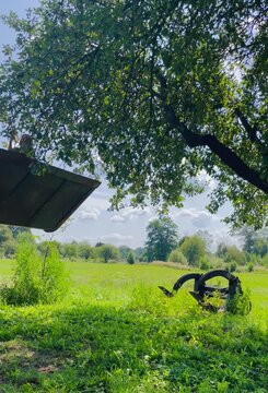 A woman harvests ripe organic apples from the highest branches of an apple tree while standing safely in an excavator bucket. Modern farming equipment helps reach fruit at the top of the tree during t