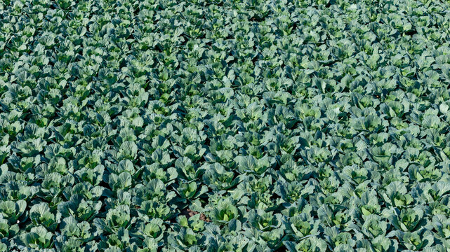 Aerial view of a vast field of green cabbage crops growing in neat rows under bright daylight in Waarland, North Holland, Netherlands.