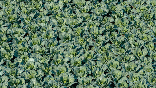 Aerial view of a vast field of green cabbage plants growing in rows under bright daylight in Waarland, North Holland, Netherlands.