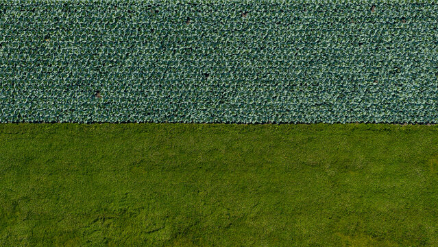 Aerial view of a green cabbage field adjacent to a lush green meadow in the countryside in Waarland, North Holland, Netherlands.