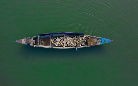 Bogura, Rajshahi, Bangladesh - 29 August 2021: Aerial view of a wooden boat filled with sheep floating on the calm green water of the Jamuna River near Sariakandi.