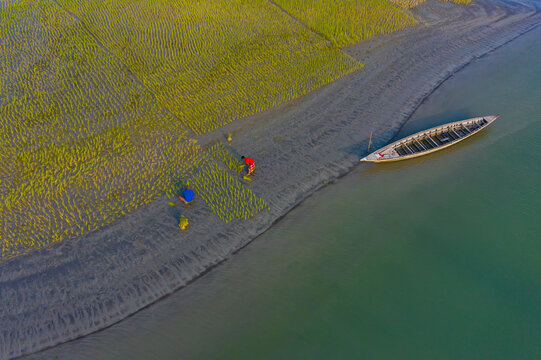 Bogura, Rajshahi, Bangladesh - 29 August 2021: Aerial view of Sariakandi riverbank with farmers planting rice seedlings in the mud near a moored wooden boat under soft golden light.