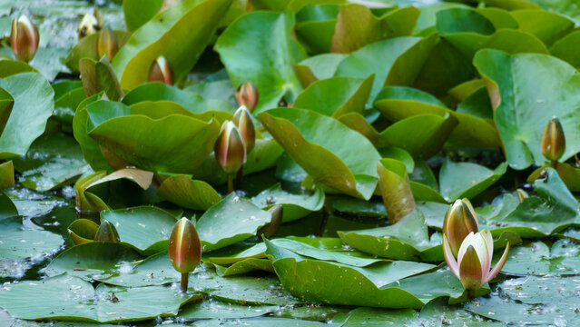 View of water lilies and green lily pads floating on the pond surface in Maschpark, Hannover, Niedersachsen, Germany.