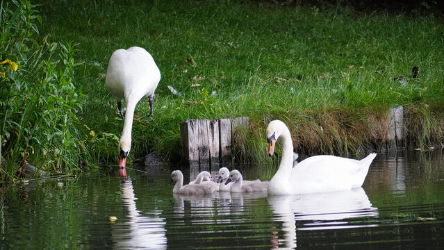 View of two adult swans and three cygnets swimming in the pond at Maschpark, Hannover, Niedersachsen, Germany.