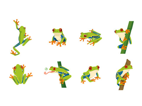Red Eyed Tree Frog Vector Illustration Character Set